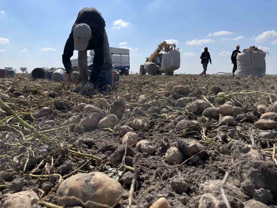 Konya, patates üretiminde Türkiye üretiminin yüzde 10,9’unu karşılıyor