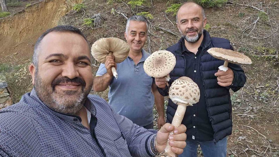 Ormanlık alanda ilginç mantar hasadı