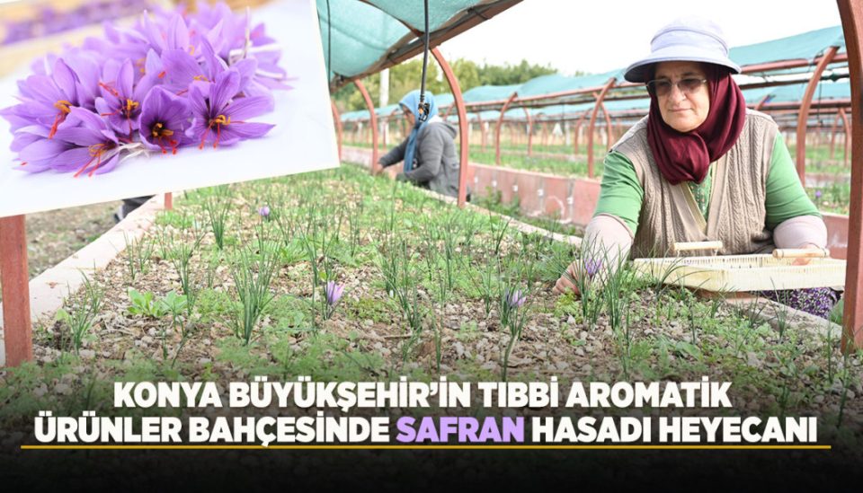 BAŞKAN ALTAY: “SAFRANIN KONYA’MIZIN TOPRAK VE İKLİM ŞARTLARINDA YETİŞTİRİLEBİLİRLİĞİNİ ORTAYA KOYMAYI AMAÇLIYORUZ”