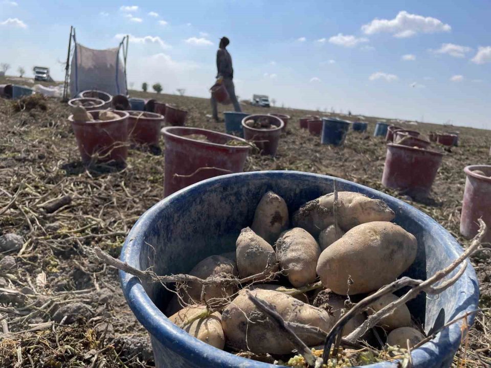 Konya, patates üretiminde Türkiye üretiminin yüzde 10,9’unu karşılıyor
